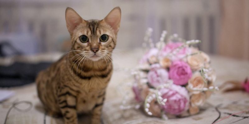 Katze sitzt neben Brautstrauß und guckt in die Kamera, Tierbilder