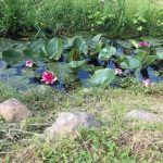 pinke Seerosen im Wasserlauf vor Hochzeitslocation