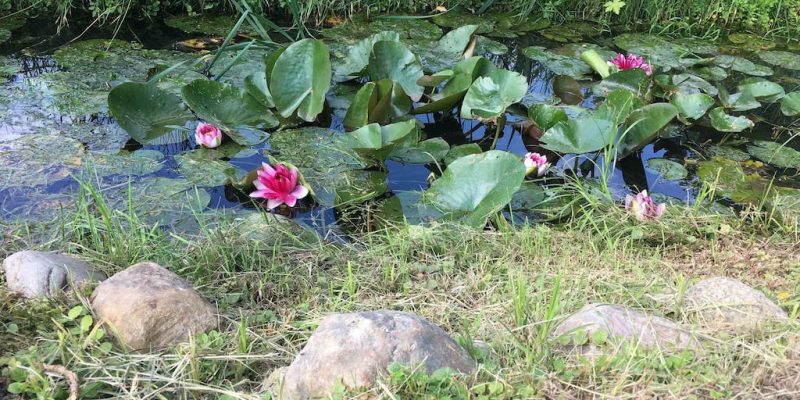 pinke Seerosen im Wasserlauf vor Hochzeitslocation